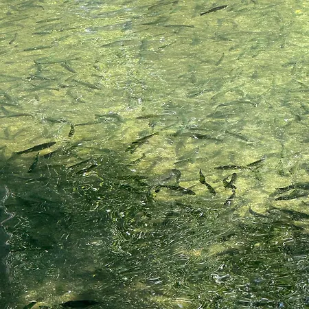 Διαμέρισμα Nature View Μόσταρ